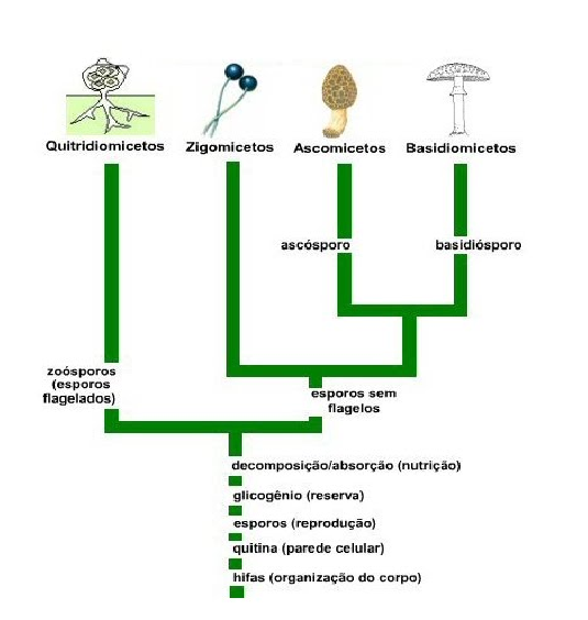 Cladograma reino fungi